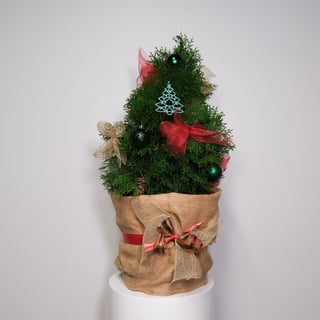 Coniferous Wonderland