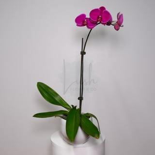 Purple Phalaenopsis Orchid
