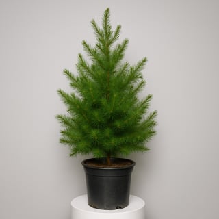 Potted Radiata Pine