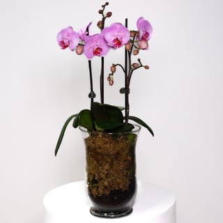 3 Stem Purple Orchid - Small