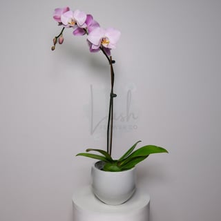 Soft Purple Phalaenopsis Orchid