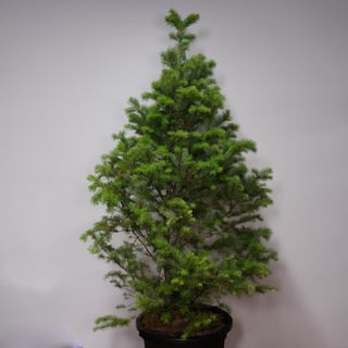 Potted Douglas Fir Christmas Tree