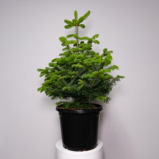 Potted Nordmann Fir Christmas Tree