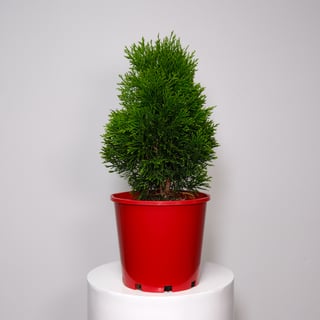Potted Smaragd Conifer Christmas Tree