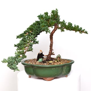Cedar Bonsai - Large Green Ceramic