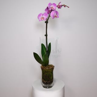 Soft Purple Phalaenopsis Orchid Candle Vase