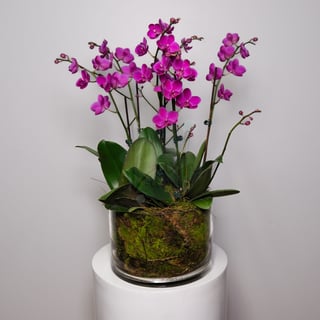 Multi Stem Purple Phalaenopsis Arrangement - Small