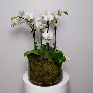 Multi Stem White Phalaenopsis Arrangement - Small