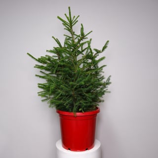Potted Norway Spruce Christmas Tree