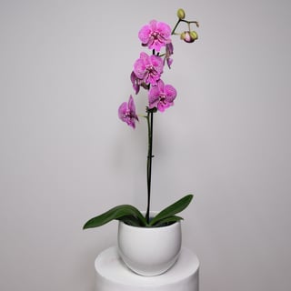 Purple Spotted Phalaenopsis Orchid