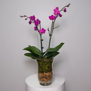 2-Stem Purple Phalaenopsis Orchid Candle Vase - Small