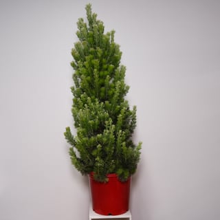 Potted Woolly Bush Christmas Tree