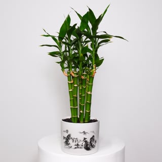 Lucky Bamboo - Ornate Ceramic