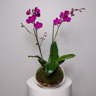 2 stem purple phalaenopsis orchid fishbowl - small