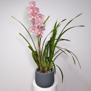 Pink/Lilac Cymbidium Orchid - Double Bulb