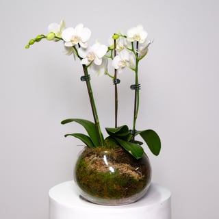 3 Stem White Orchid Fishbowl  - Small