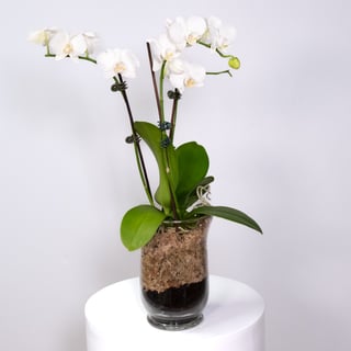 3 Stem Phalaenopsis Orchid - Small