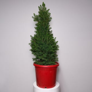 Potted White Spruce Christmas Tree