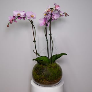 3 Stem Soft Purple Orchid Fishbowl