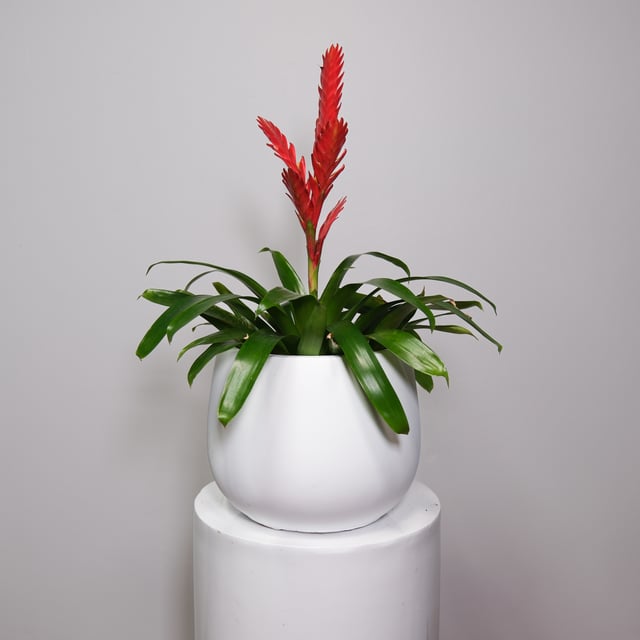 Red Flaming Sword Bromeliad