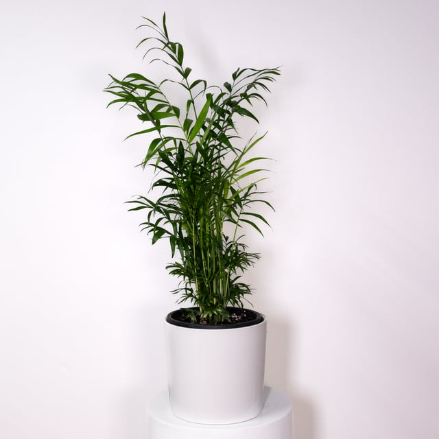 Parlour Palm
