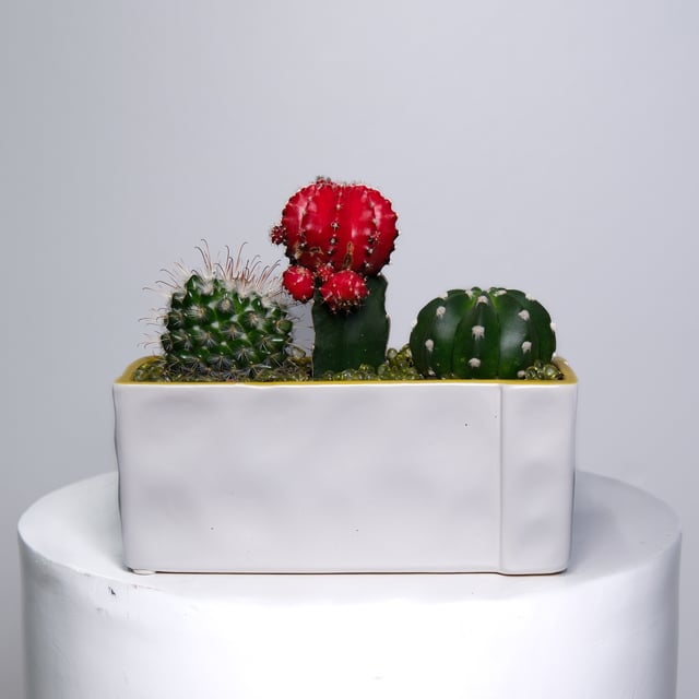 Cacti Trio - White Ceramic