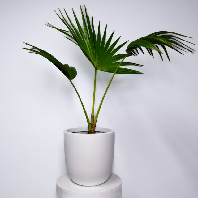 Cabbage Palm
