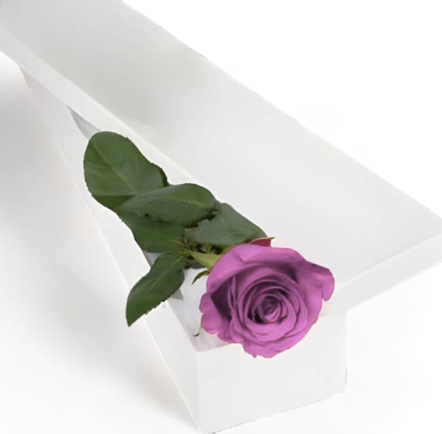 Single Mauve Rose in White Box