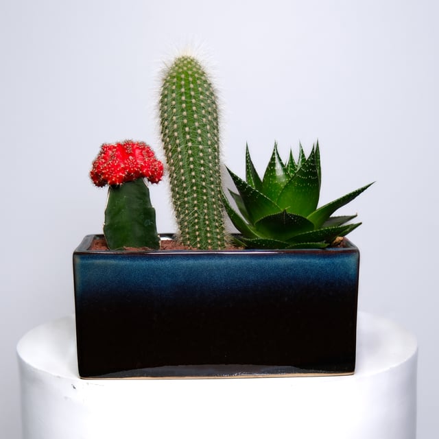 Cacti Trio - Dark Blue Ceramic