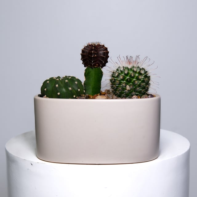 Cactus Trio - Cream Ceramic