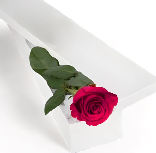 Single Hot Pink Rose in White Box