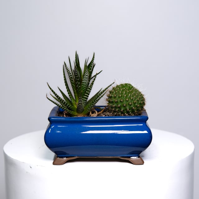 Cacti Duo - Blue Ceramic