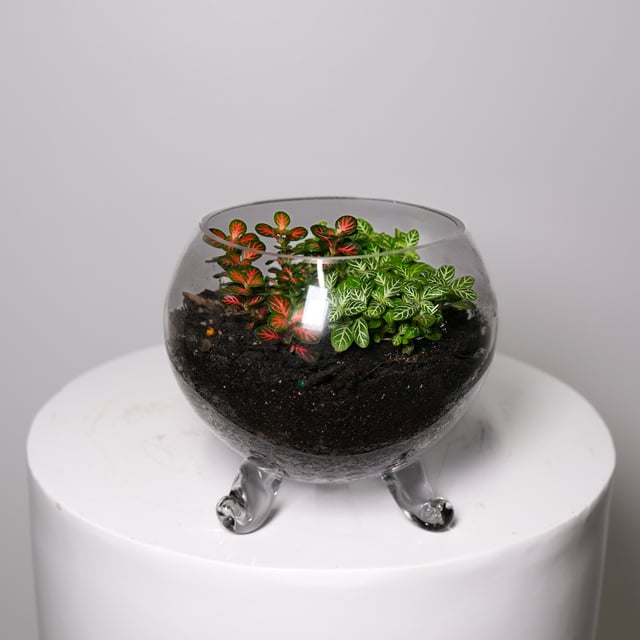 Fittonia Fusion Terrarium
