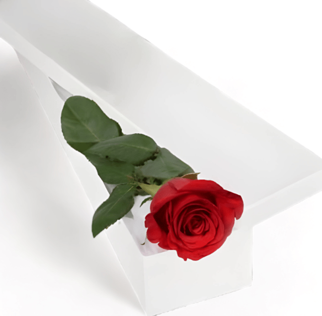 Single rose in White box